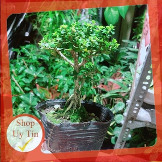 Cây Sam Hương (cao 12cm,ngang 7cm)