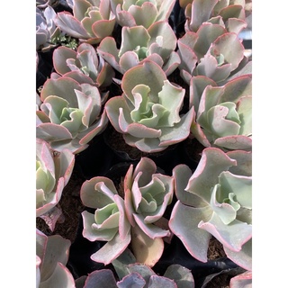  cây sen đá bắp cải xà lách hồng🌵  Chính hãng ⚡  Ảnh thật  ❤  FreeShip  ✈  Có sẵn  