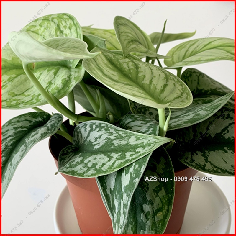 Trầu Bà Lụa Scindapsus Pictus Exotica - Lá Dày đẹp, ánh bạc ấn tượng