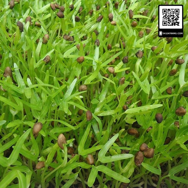 Hạt giống rau mầm rau muống - Gói 100g