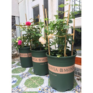 Combo 3 chậu Monrovia 7GAL (chậu trồng hoa) cao cấp