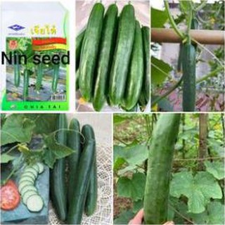 [Big Sale] DƯA CHUỘT NHẬT HẠT LÉP F1