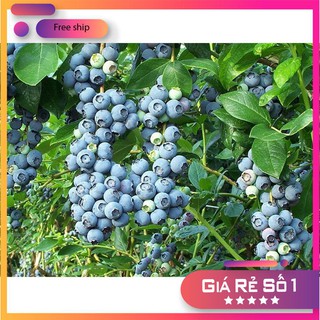 Hạt giống Việt quất (30 hạt)