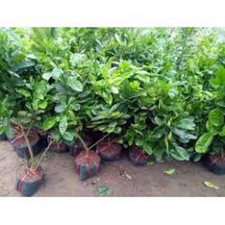 Sản phẩm cây giống bưởi diễn ghép - hàng chuẩn f1 + tặng phân hữu cơ cao cấp