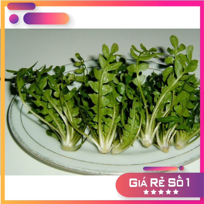 100H - Hạt giống cải kale shepherds - Thực phẩm dành cho sức khỏe