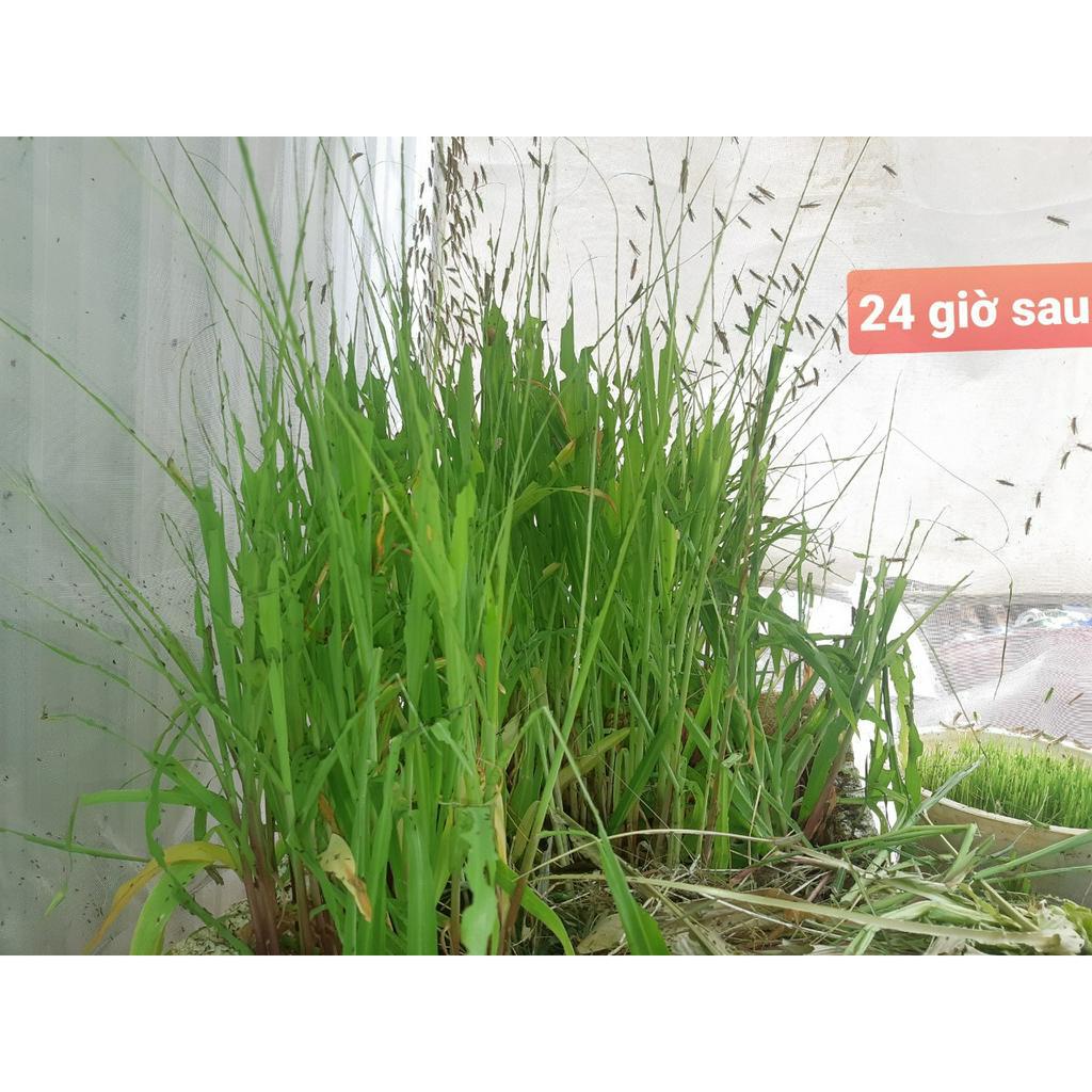 Vợt cào cào , tặng túi lưới 40x50cm