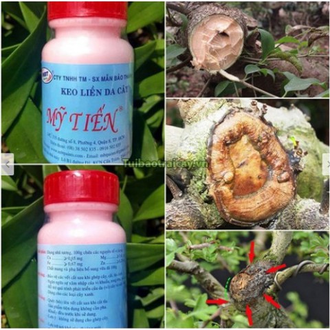 Keo liền da, liền sẹo cho cây Mỹ Tiến - Lọ 100g