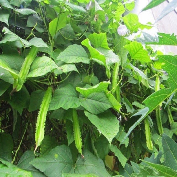 [FreeShip] Hạt giống Đậu Rồng, Hạt Đỗ Khế - Gói 5Gr
