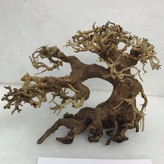 Lũa Bonsai Cho Bể Cá,Bể Thủy Sinh Mini