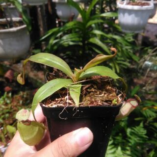 nắp ấm mini siêu dễ thương