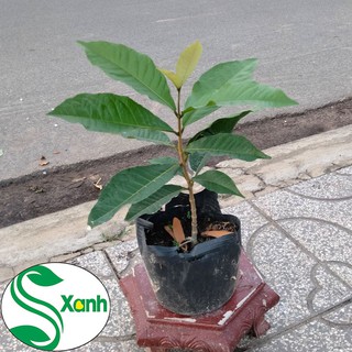 Hoa Mai Xanh Thái Lan