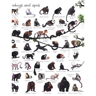 Sách - Anh: 1000 Animals