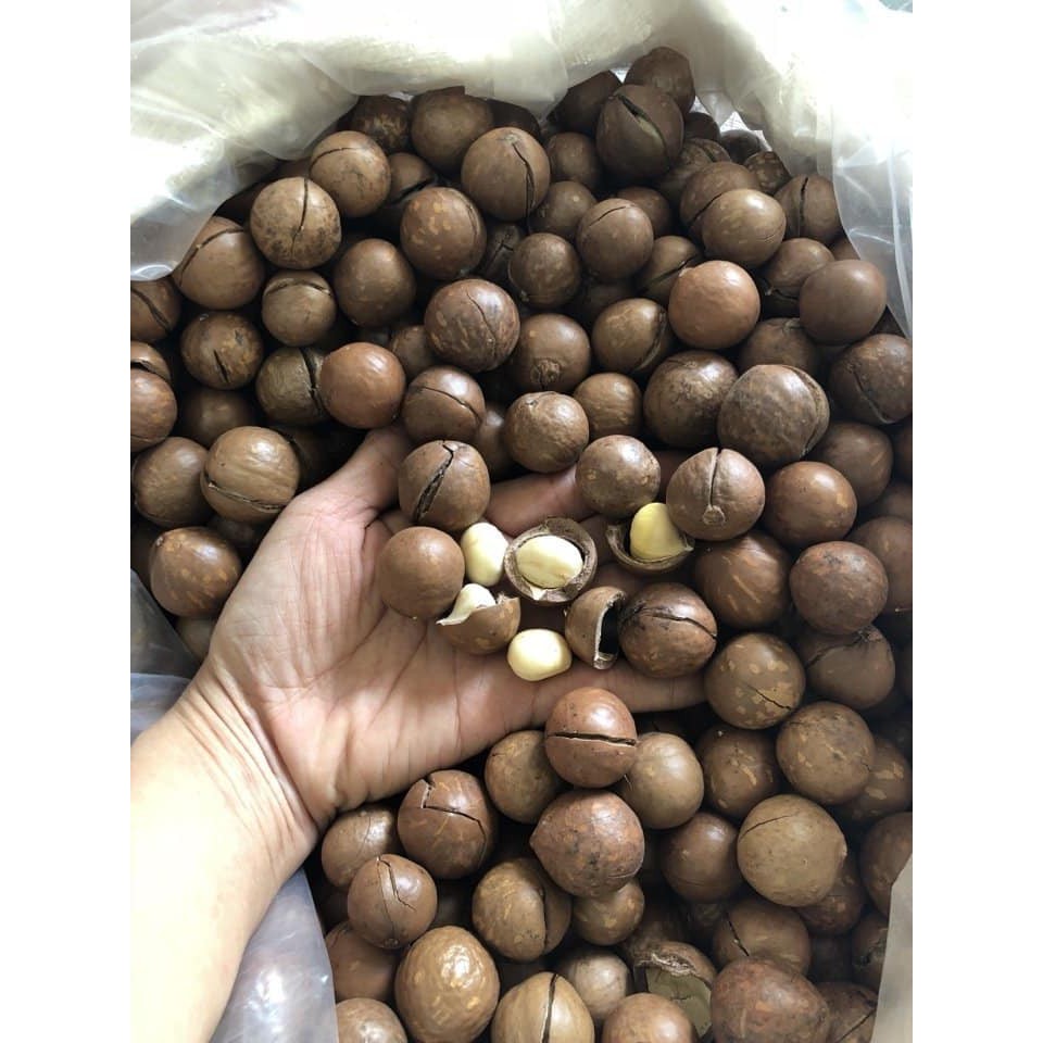 Hạt Macca Mắc Ca Macadamia Úc Nứt Vỏ 500g/ Hủ  (Mỏng Vỏ Loại 1 Tặng Kèm Đồ Khui Giòn Béo Thơm Ngon)