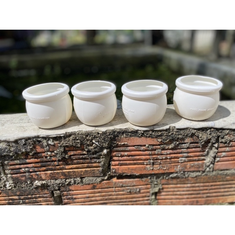 Combo 5 hủ đựng cây thuỷ sinh