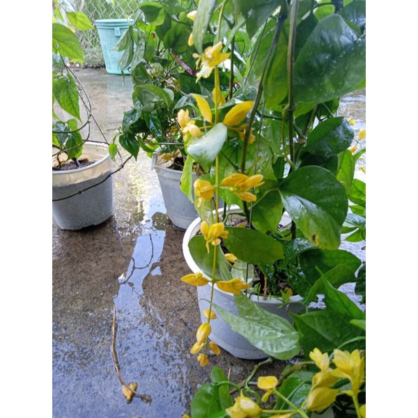 Cây lan hoàng dương