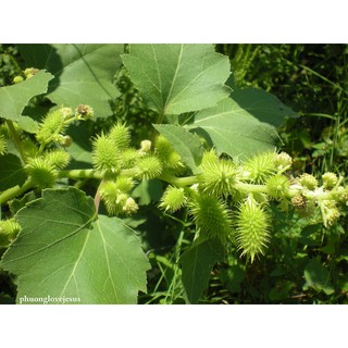Ké Đầu Ngựa Khô, Sạch (1kg)