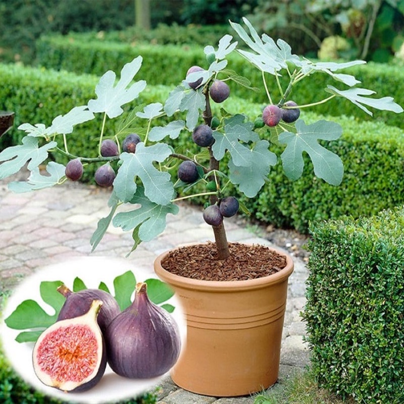 Hạt giống Sung Ngọt Mỹ 10 Hạt, Chịu Nhiệt, Trồng Quanh Năm, Dễ Trồng - Khang Nông Seeds