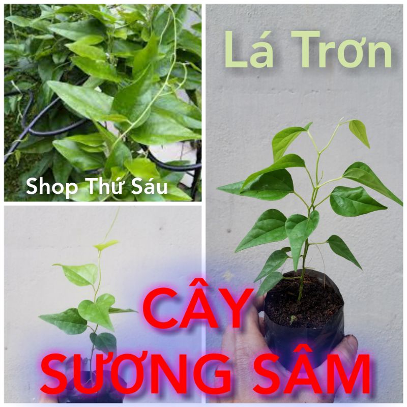 Cây Sương Sâm. Sâm lá tim, sâm lá trơn.(Tặng phân bón) Thanh nhiệt, giải đ.ộc cơ thể.