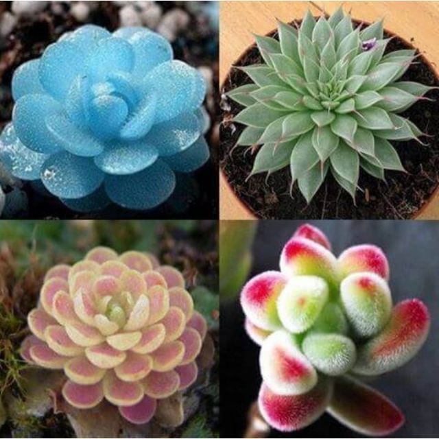 Gói 20 hạt giống sen đá mix màu luckyseed hạt siêu rẻ