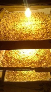 TINH BỘT NGHỆ NẾP NGUYÊN CHẤT (350k/1 kg)