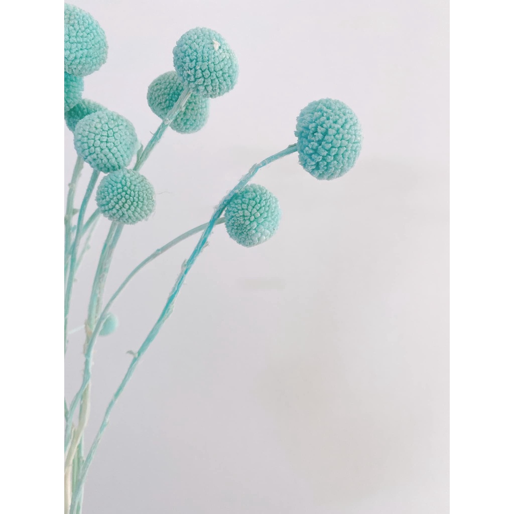 HOA CÚC NÚT ÁO  - hoa cúc - decor- bình hoa- hoa khô trang trí cafe, trà chanh, trà sữa, quán ăn-