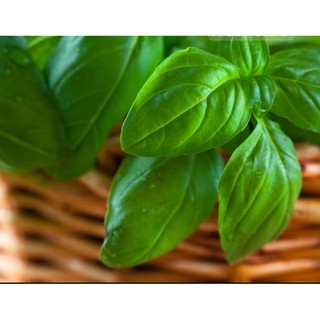 Hạt giống basil xanh
