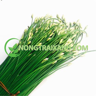 5gr - hạt giống hẹ bông