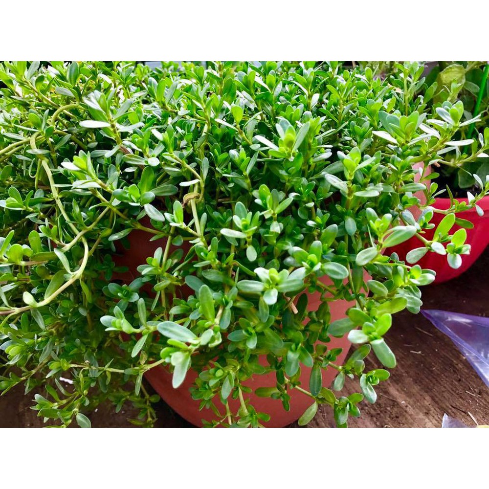 Cây Rau Đắng - Chậu Rau