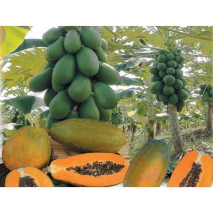 Đu đủ  lùn Thái Lan siêu trái  - Nhà Vườn Khánh Võ