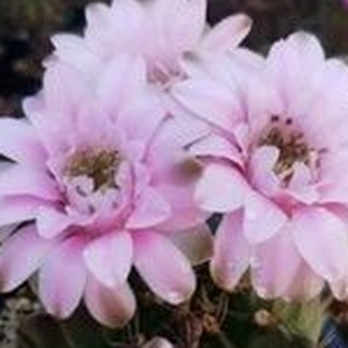 XƯƠNG RỒNG GYMNO SIZE ~4CM ĐỦ TUỔI RA HOA HÀNG GIEO HẠT