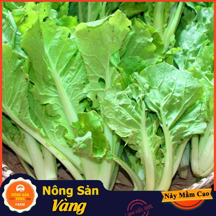 Hạt giống Cải Bẹ Dún ( Gói 20 Gram ) - Nông Sản Vàng