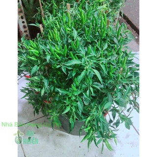 Bụi Ớt Hiểm Nhiều Trái