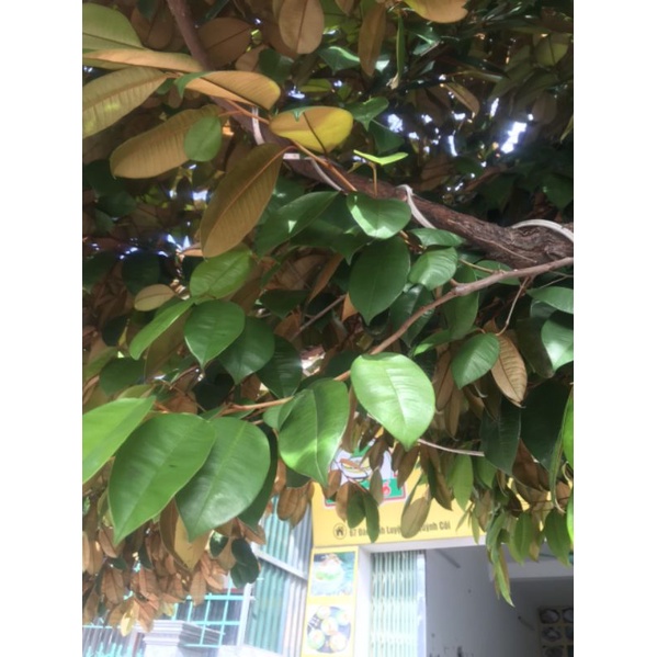 1kg lá vú sữa