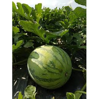 HẠT GIỐNG DƯA HẤU KHÔNG HẠT