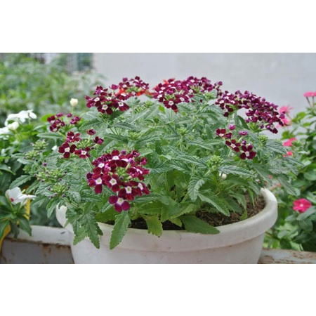 10 chậu kẹp lan can, hàng rào 16x13 cm có đĩa lót