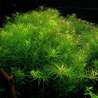Chỉ Xanh Thủy Sinh