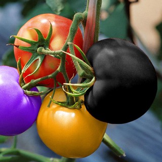 Gói 50 hạt giống cà chua cầu vồng [hàng chất lượng]