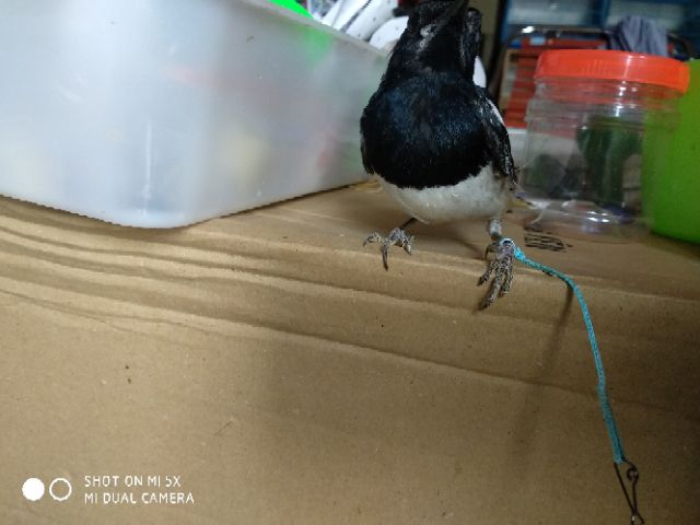 Xích chân chòe than, chòe lửa, chào mào