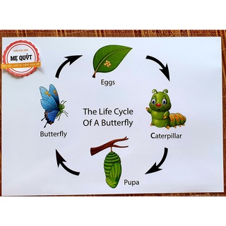 [Học Liệu Thông Minh] Vòng Đời Con Vật Và Con Vật - Ép Plasic Bền Chắc Chắn Không Thấm Nước