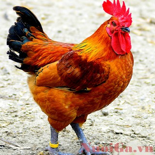 Vòng Đeo chân cho gà COMBO 100 vòng