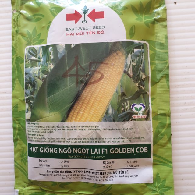 Hạt giống ngô ngọt lai F1 GOLDEN COB