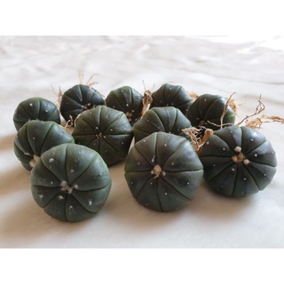 Xương rồng Aster (size 2,5-3cm)