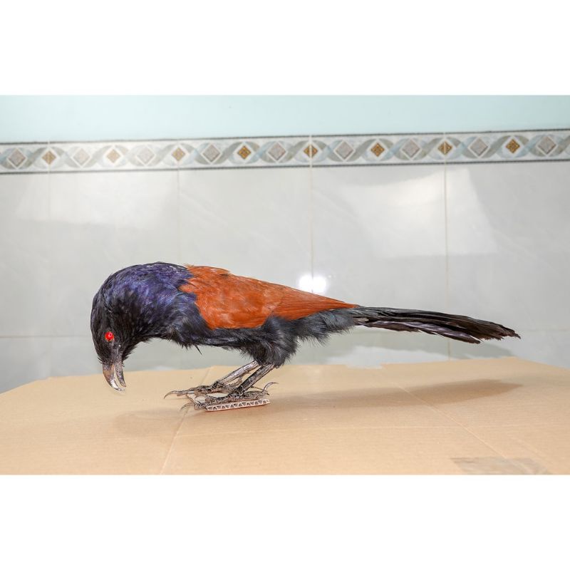 1 con bịp giả bơm keo 2021 hàng chất lượng, dùng để đánh chung với mẹt