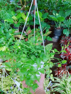 Chậu cây đô la