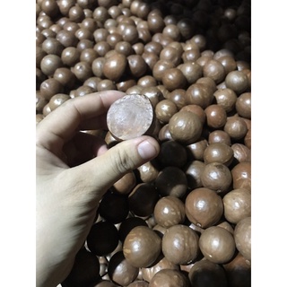 500g Hạt mắc ca Đăk Lăk nhà trồng