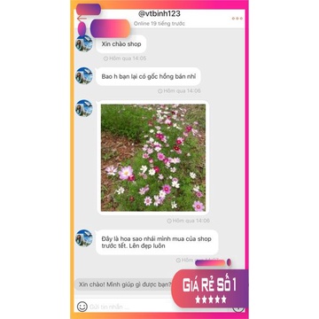 Hạt giống hoa sao nhái Mix nhiều màu gói 100gram