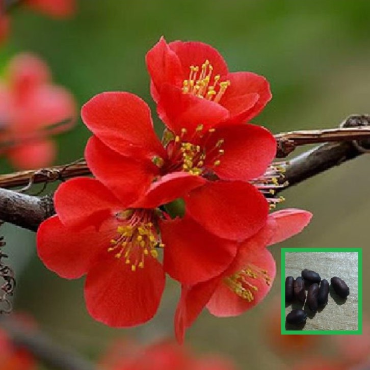 Hạt giống hoa mai trung quốc hoa màu đỏ 5 hạt ( kem 3 viên nén ươm hạt )