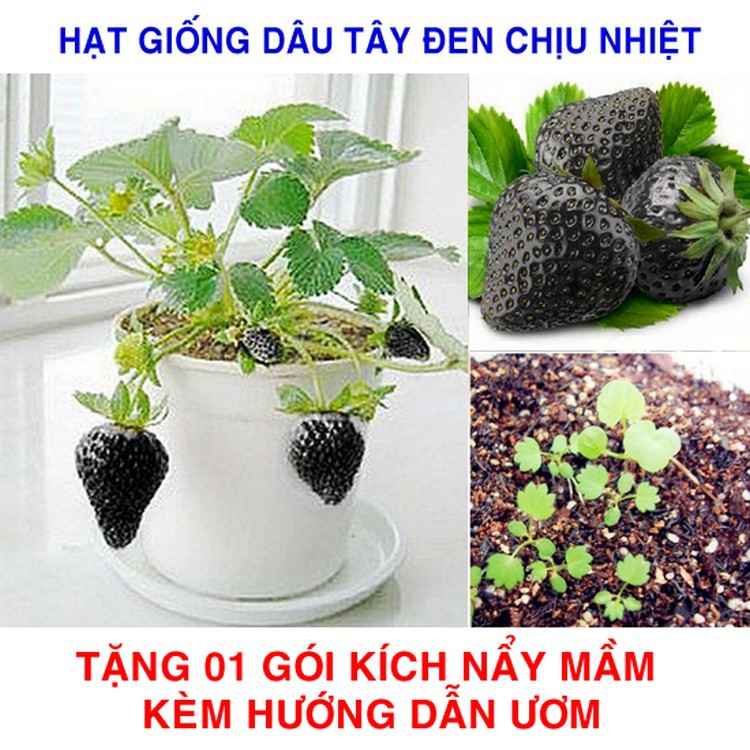 100 Hạt giống Dâu tây đen Chịu nhiệt (tặng gói Kích nẩy mầm và Hướng dẫn)