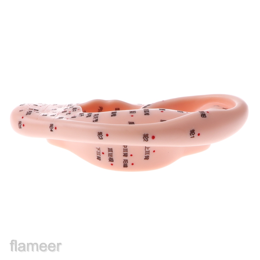 Mô hình tai người 13cm tập châm cứu bấm huyệt cho ngành y tế