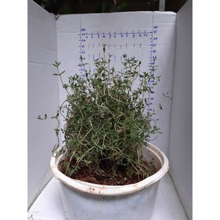 Chậu cỏ xạ hương - Hương thảo size nhỏ